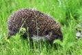 A beautiful, spiny little hedgehog walks in the green spring grass.